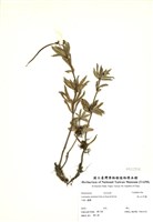 藏品(高山石吊蘭)的圖片